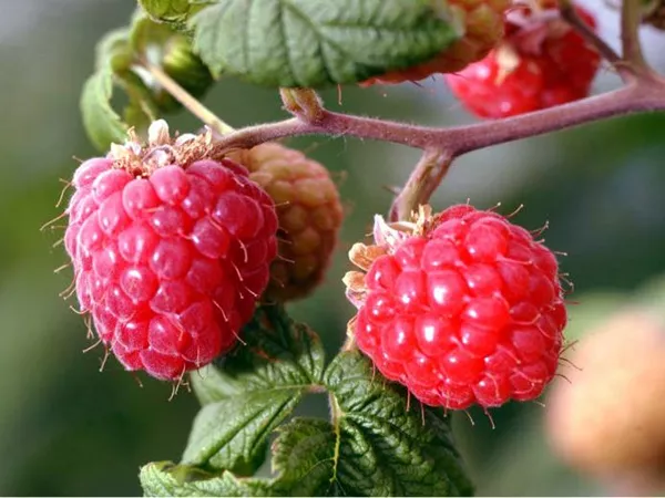What the Palmleaf raspberry plant looks like