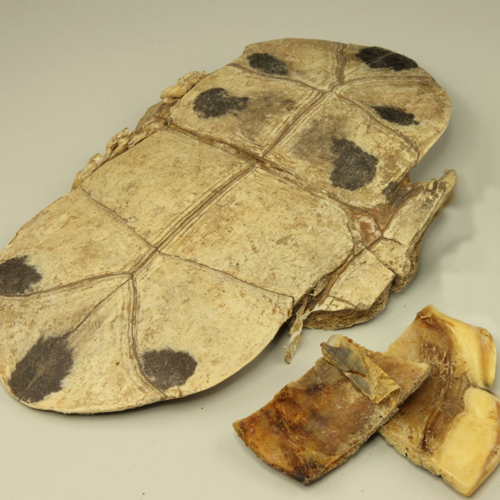 Gui Ban (Tortoise plastrons) as TCM ingredient