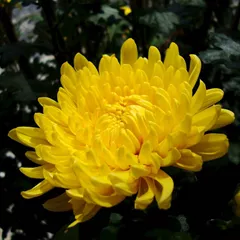 Chrysanthemum flowers, an ingredient in Unblock Nursing Tea