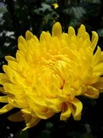 Chrysanthemum flowers (Ju Hua)