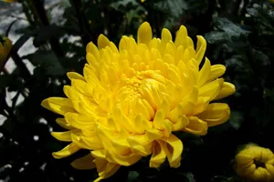 Chrysanthemum flowers (Ju Hua)