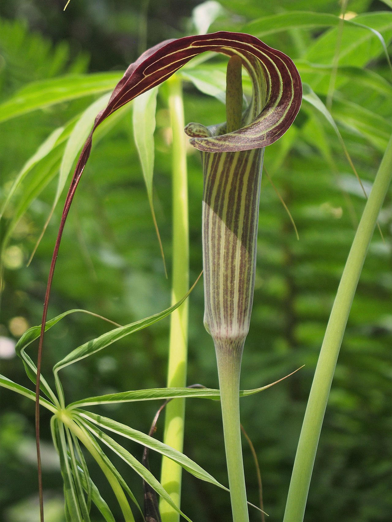 Dan Nan Xing (Arisaema with bile) plant