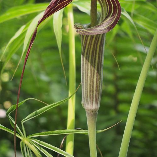 Dan Nan Xing (Arisaema with bile) plant