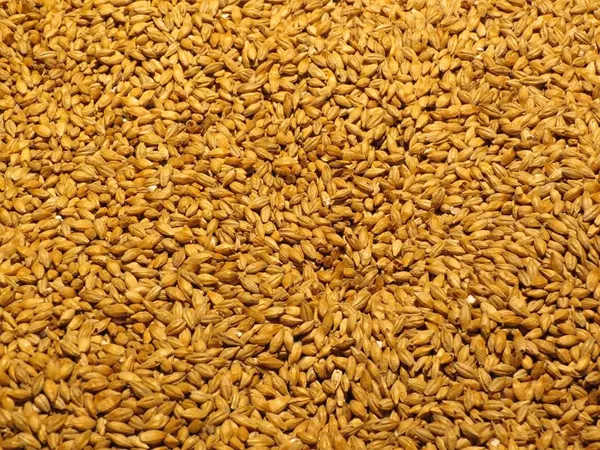 What Malt looks like as a TCM ingredient