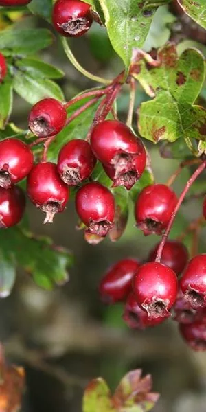 Hawthorn berries (Shan Zha)