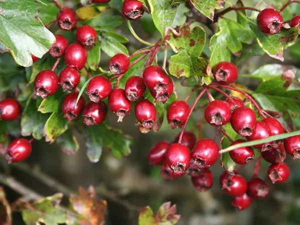 What the Hawthorn berry plant looks like