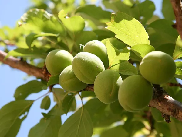 What the Chinese plum plant looks like