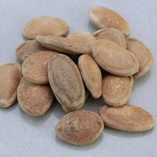 Gua Lou Ren (Snake gourd seeds) plant