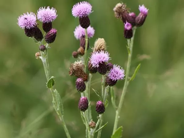 What the Field thistle plant looks like