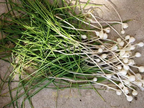 What the Long-stamen onion bulb plant looks like