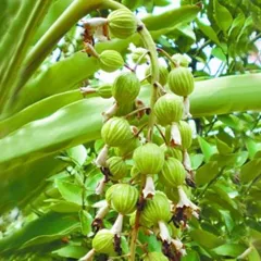 Sharp-leaf galangal fruit