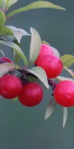 Bush cherry pits (Yu Li Ren)