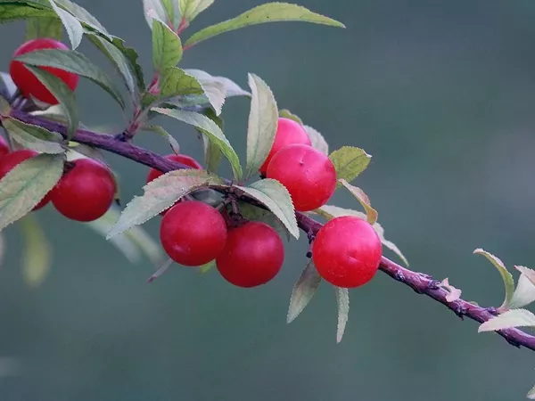 What the Bush cherry pit plant looks like