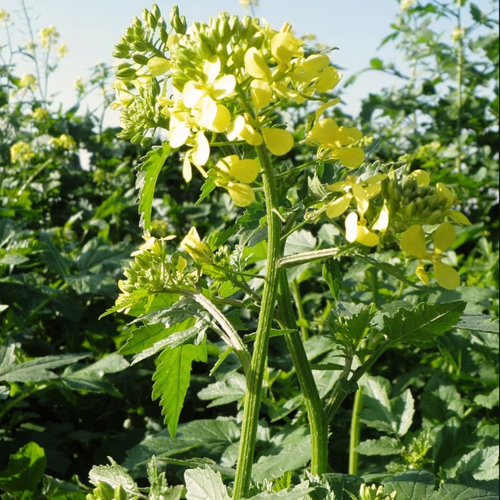 Bai Jie Zi (White mustard seeds) plant