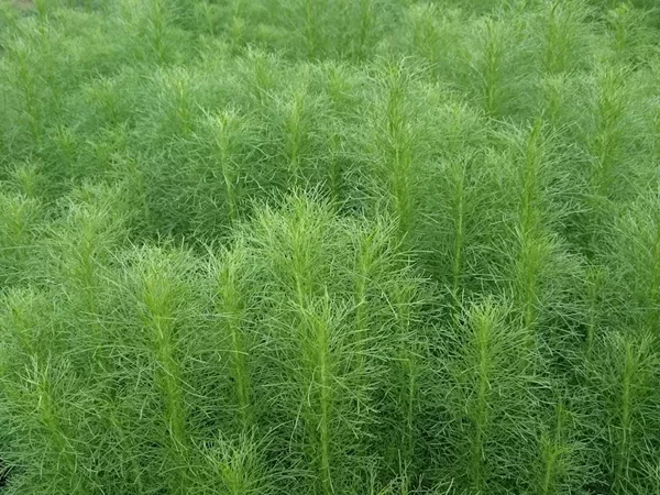 What the Virgate wormwood plant looks like