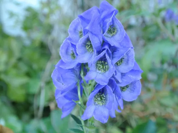What the Prepared Sichuan aconite plant looks like