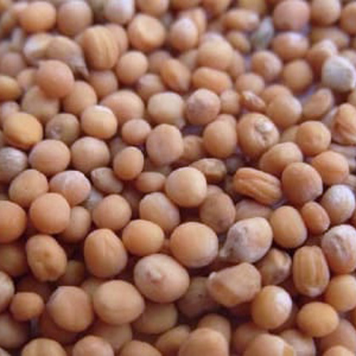 Bai Jie Zi (White mustard seeds) as TCM ingredient