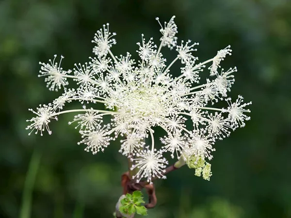What the Pubescent angelica root plant looks like