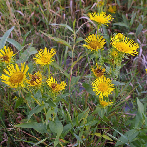 Xuan Fu Hua (Inula flowers) plant