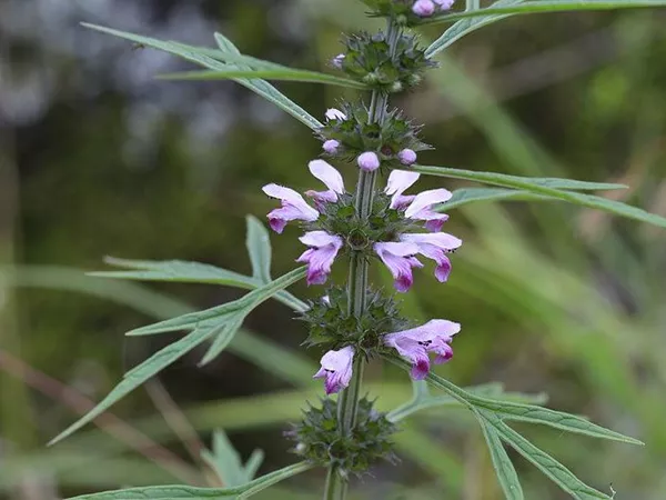 What the Motherwort herb plant looks like