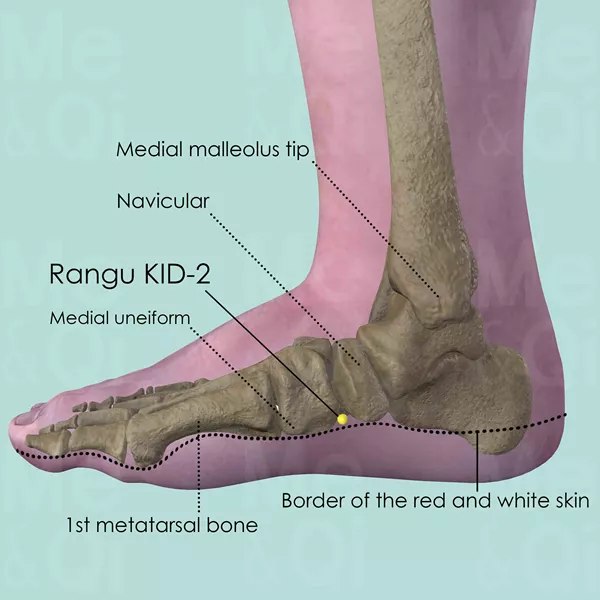 Rangu KID-2 - Bones view - Acupuncture point on Kidney Channel