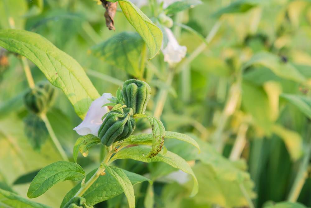 f1 tomato plants Sun Gold F1 Tomato Seeds