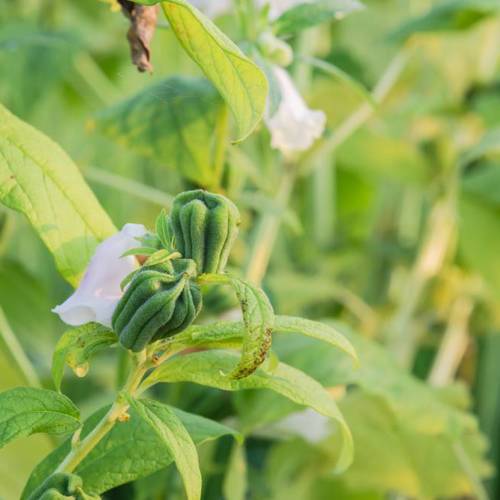 Hei Zhi Ma (Black sesame seeds) plant