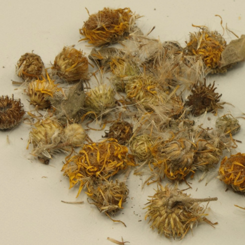 Xuan Fu Hua (Inula flowers) as TCM ingredient