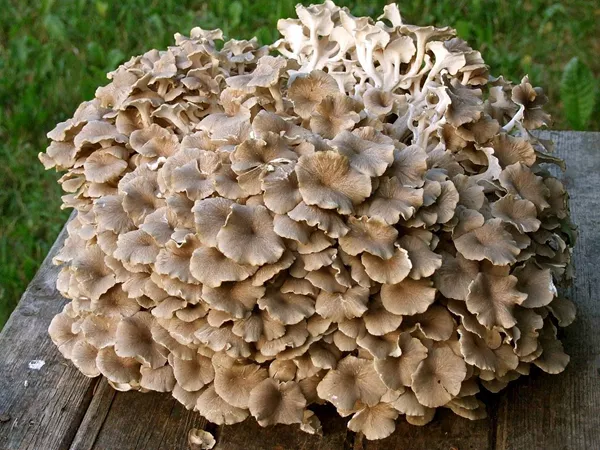 What the Polyporus plant looks like