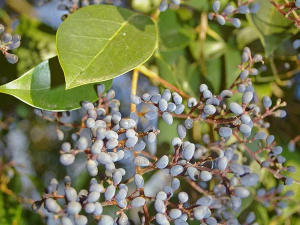 What the Glossy privet fruit plant looks like