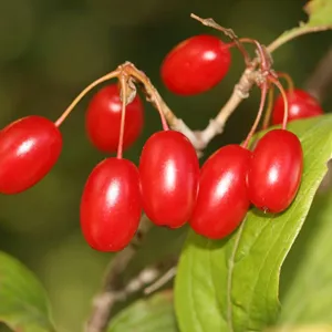Cornelian cherries (Shan Zhu Yu)