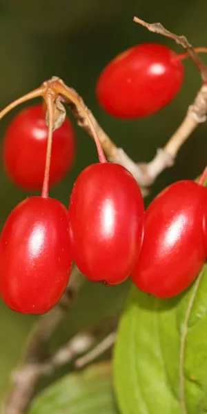 Cornelian cherries (Shan Zhu Yu)