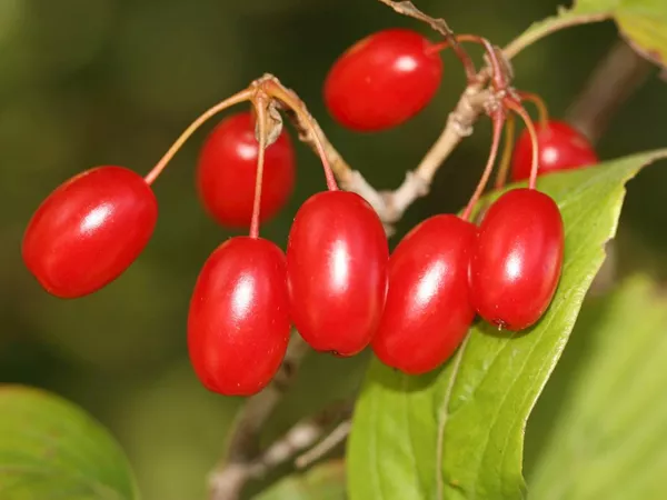 What the Cornelian cherry plant looks like