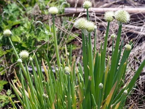 What the Scallion plant looks like