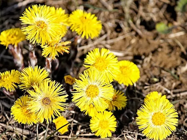 What the Coltsfoot flower plant looks like