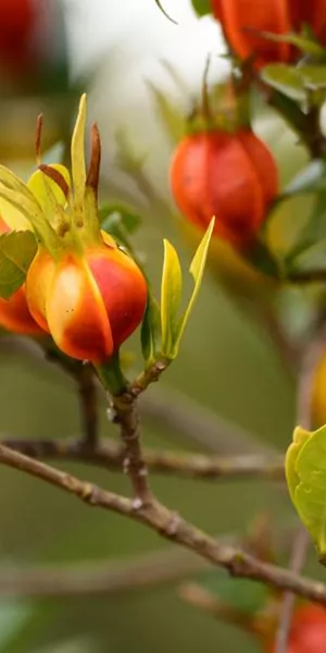 Cape jasmine fruits (Zhi Zi)