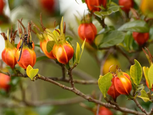 What the Cape jasmine fruit plant looks like