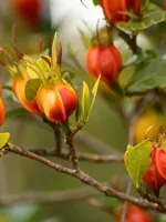 Cape jasmine fruits (Zhi Zi)