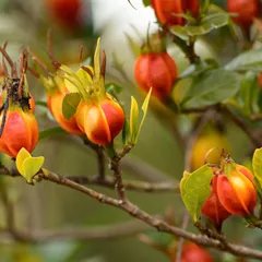 Cape jasmine fruit