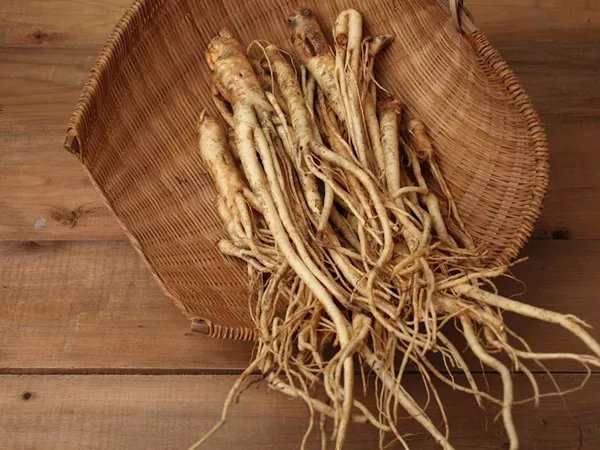 What Platycodon root looks like as a TCM ingredient