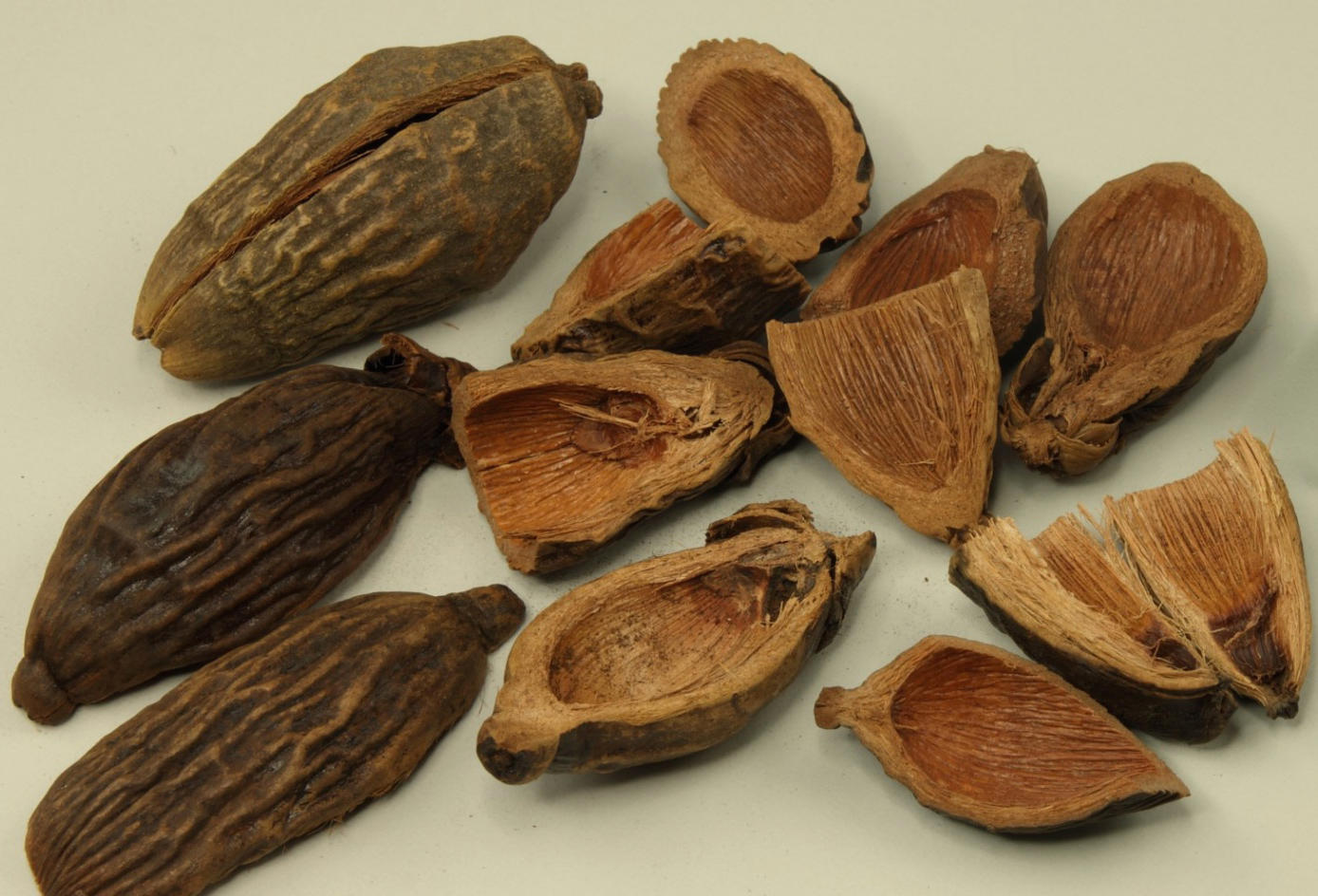 Da Fu Pi (Areca peel) plant