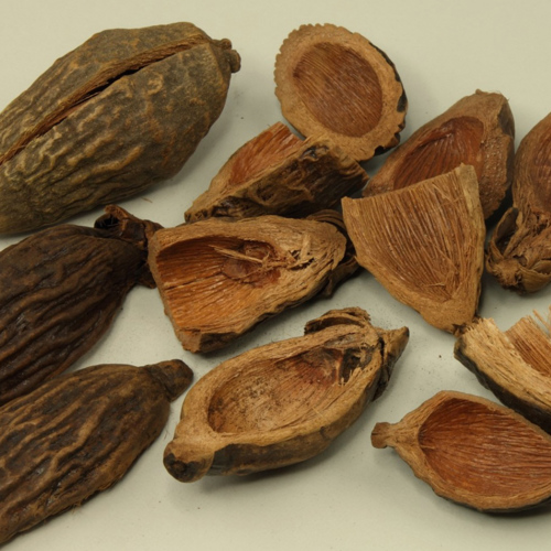 Da Fu Pi (Areca peel) plant