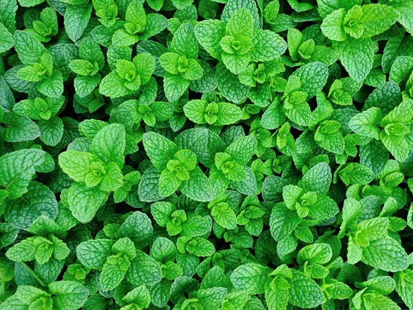 What the Wild mint plant looks like