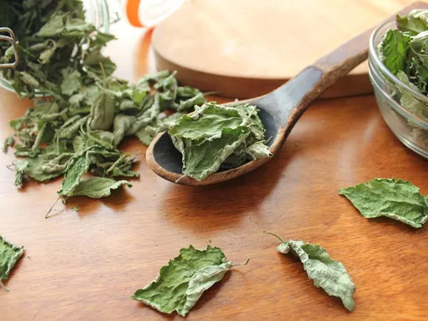 What Wild mint looks like as a TCM ingredient