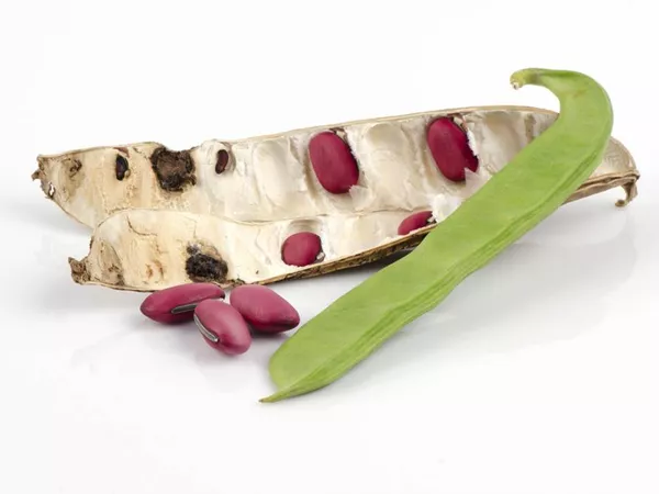 Dao Dou (Sword beans) in Chinese Medicine