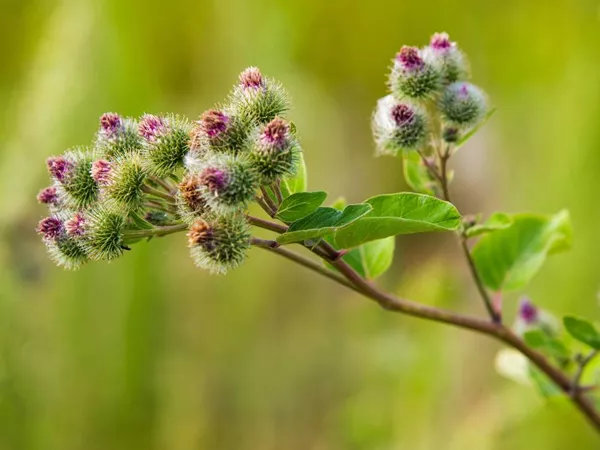 What the Greater burdock fruit plant looks like