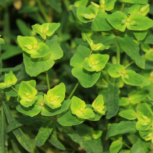 Gan Sui (Kansui roots) plant