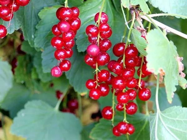 What the Schisandra berry plant looks like