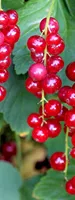 Schisandra berries (Wu Wei Zi)