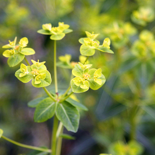 Jing Da Ji (Peking spurge roots) plant